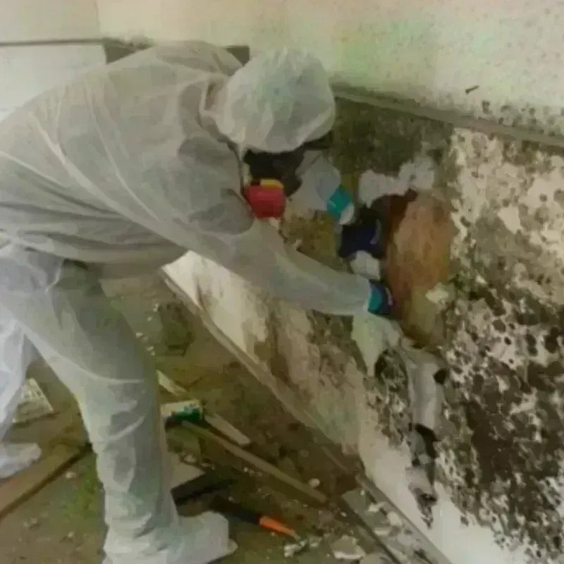 Mold Remediation and Removal in Camano, WA